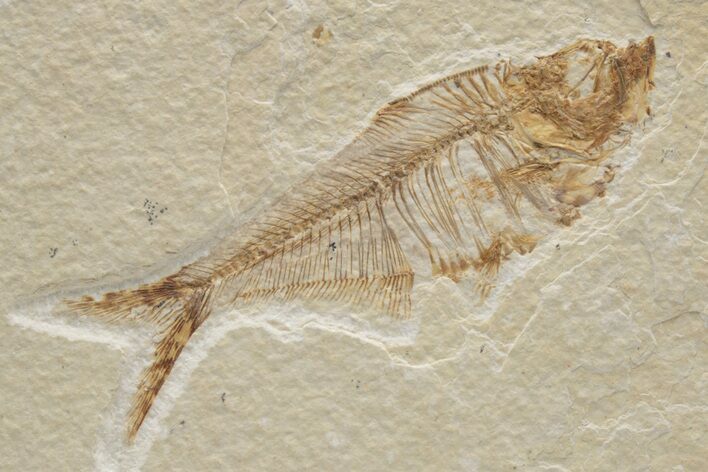 Fossil Fish (Diplomystus) - Green River Formation #224663